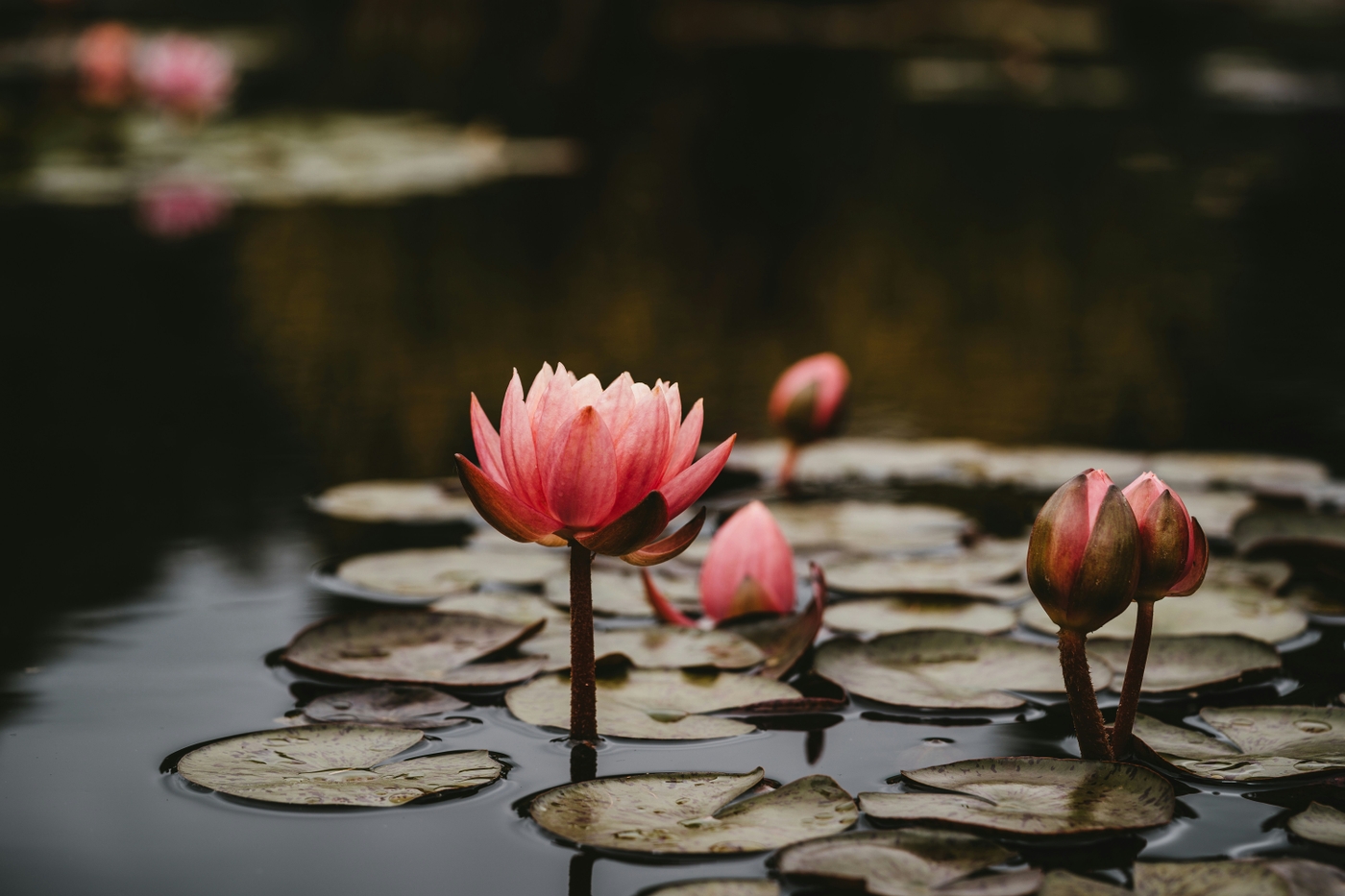 A lotus flower on a lake